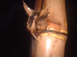 Picture of buku