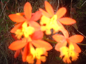 Picture of bulak