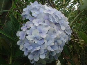 Picture of bulak