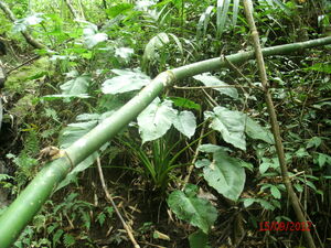 Picture of bulekew