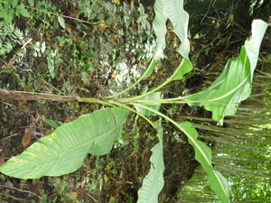 Picture of bulig2