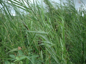 Picture of bungbung