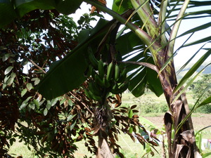 Picture of bungulan