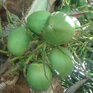 Picture of butung