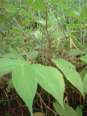 Picture of buyu-buyù