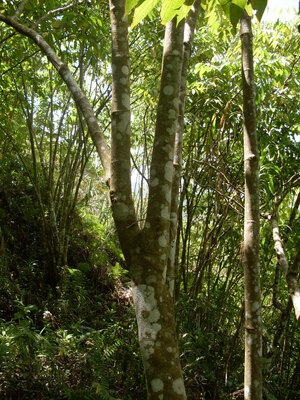 Picture of buyu-buyù