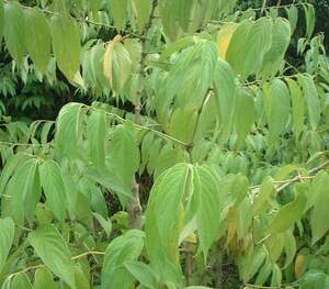 Picture of buyu-buyù