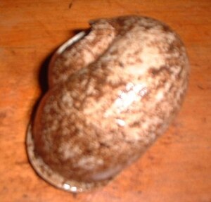 Picture of buyukung