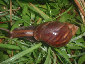 Picture of buyukung