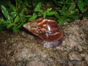 Picture of buyukung
