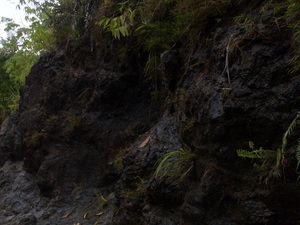 Picture of dalama