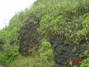 Picture of dalama