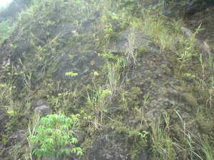 Picture of dalama