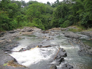 Picture of dalameen