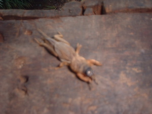 Picture of dalen-ug