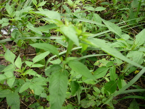 Picture of dalumekket