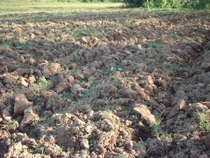 Picture of daruwan