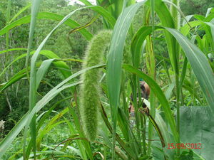 Picture of dawa
