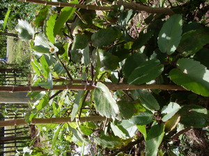 Picture of denggew