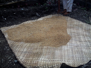 Picture of dinampil