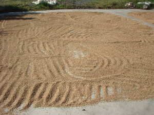 Picture of dinampil
