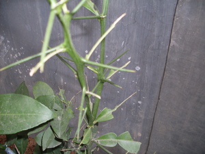 Picture of duhi
