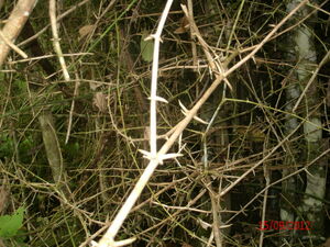 Picture of duhiyen