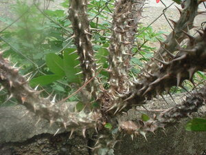 Picture of duhiyen