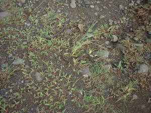 Picture of dulepu