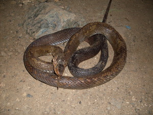 Picture of dumeraal