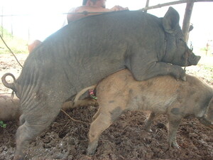 Picture of eg-ampak