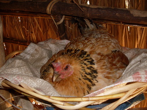 Picture of eg-elen