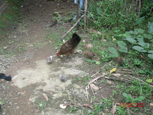 Picture of eg-inahak