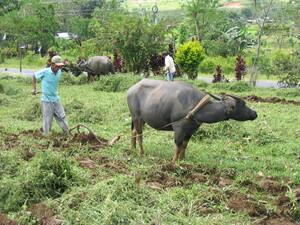 Picture of egdaru