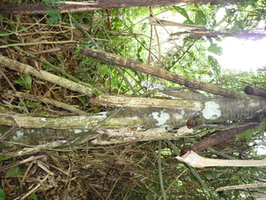 Picture of egderalid