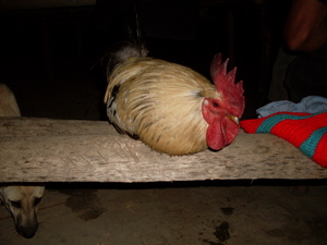 Picture of eglatun