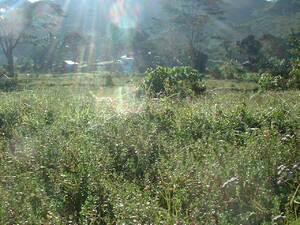 Picture of eglayag