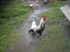 Picture of eglunggun