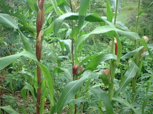 Picture of egpanalulu