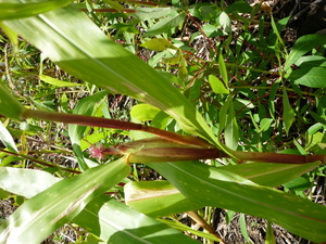 Picture of egpanalulu