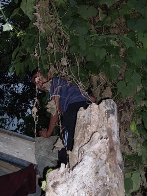 Picture of egpanguliyambat