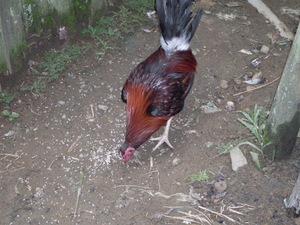 Picture of egpanuktuk