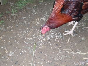Picture of egpanuktuk