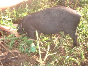Picture of egpanuwal