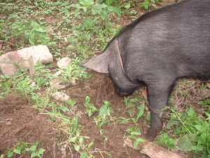 Picture of egpanuwal