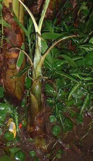 Picture of egseseppa