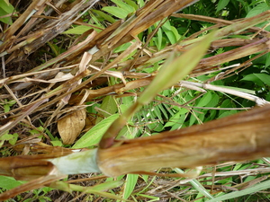 Picture of egsusubping