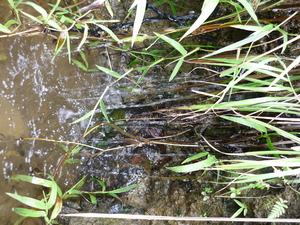 Picture of egtihis