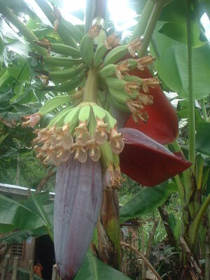 Picture of egtugpa