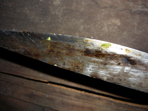 Picture of galang